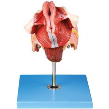 FEMALE GENITAL ORGANS (SOFT)